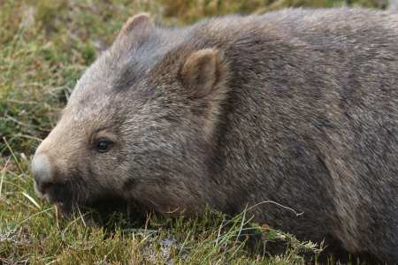 tasmania-cradle-mountain-wombat-2016-58