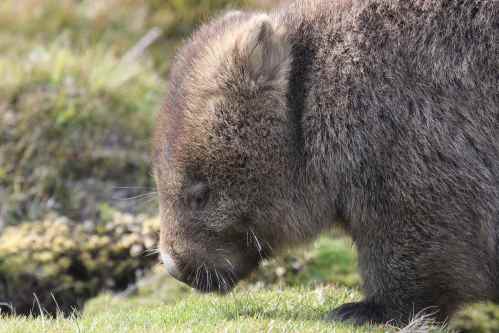 tasmania-cradle-mountain-wombat-2016-83