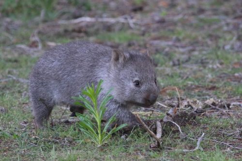 tasmania-maria-island-wombat-2016-10