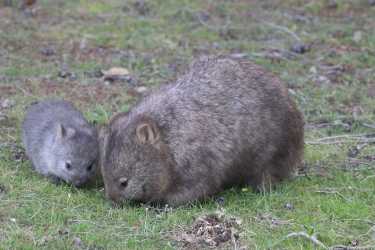 tasmania-maria-island-wombat-2016-14