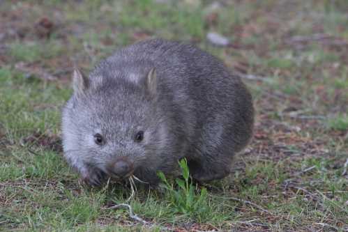 tasmania-maria-island-wombat-2016-18