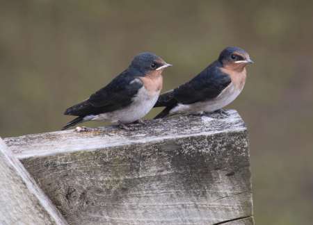 tasmania-tamar-island-reserve-welcome-swallow-2016-7